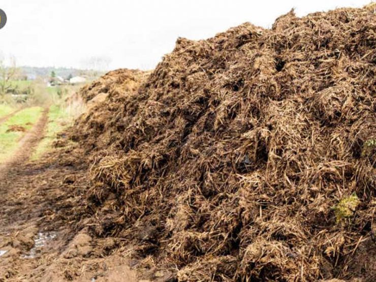 中牟大蒜鸡粪肥