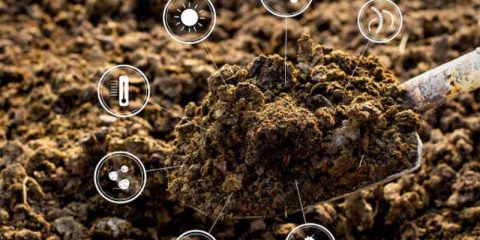 博爱县怀姜鸡粪肥