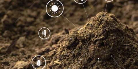 博爱县蔬菜鸡粪肥