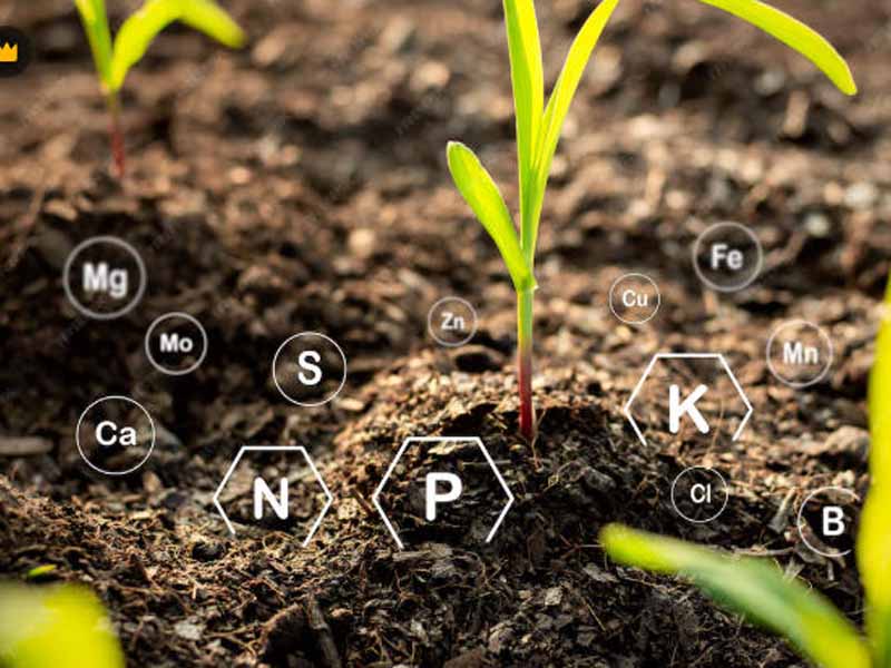 干鸡粪一亩地上多少斤合适