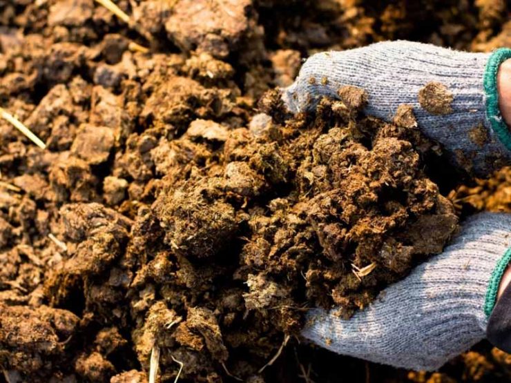 干鸡粪泡水多久才能浇菜