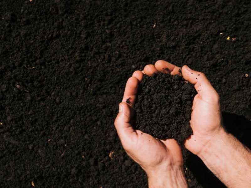 息县红薯鸡粪肥