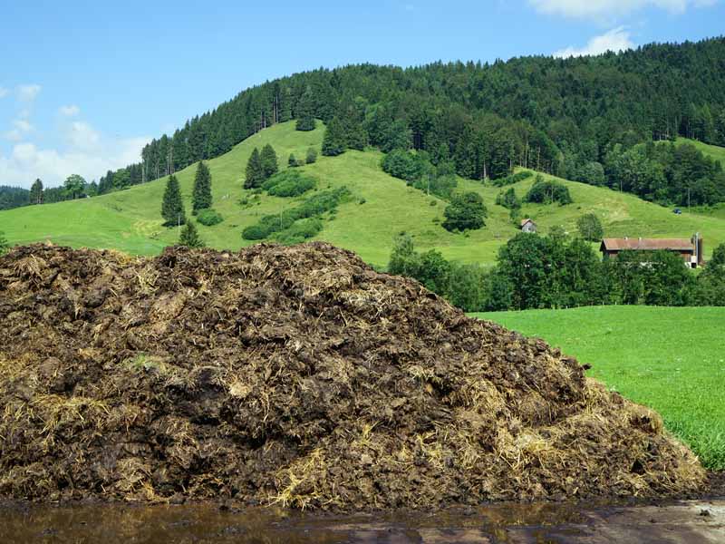 新野县大白菜鸡粪肥