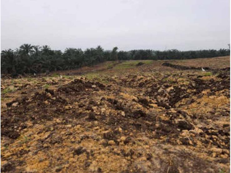 永城市蔬菜鸡粪肥