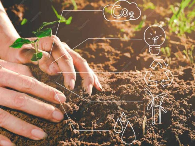 汝南县蔬菜鸡粪肥