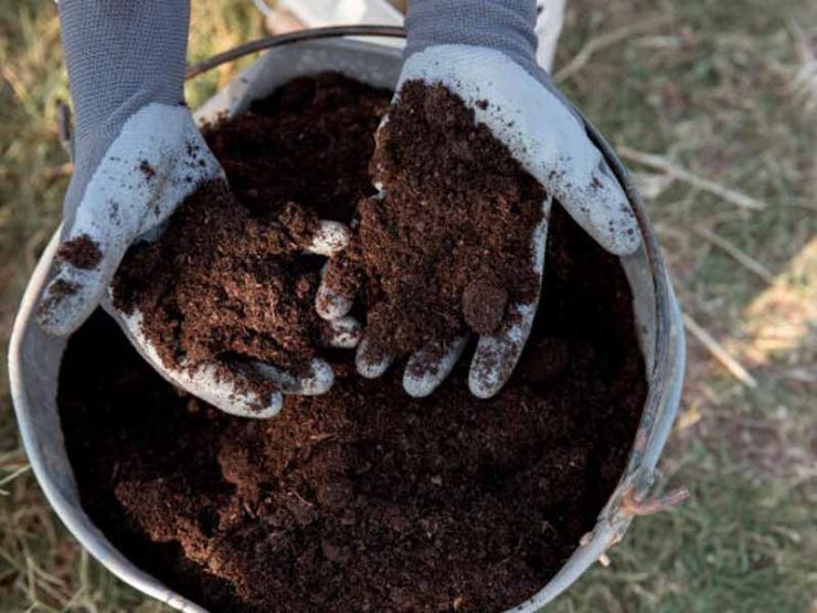 牛粪和鸡粪哪个肥效更好