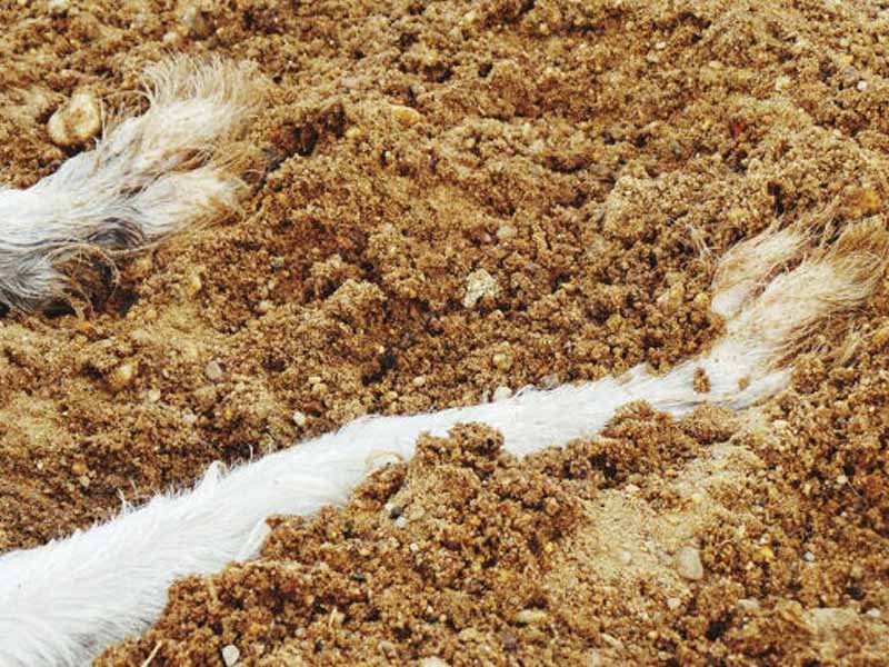 生鸡粪为什么引起虫害