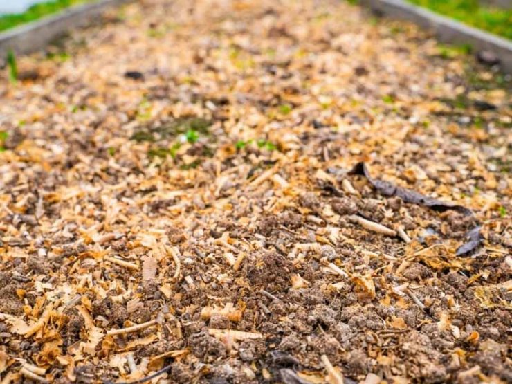 禹州市丹参鸡粪肥