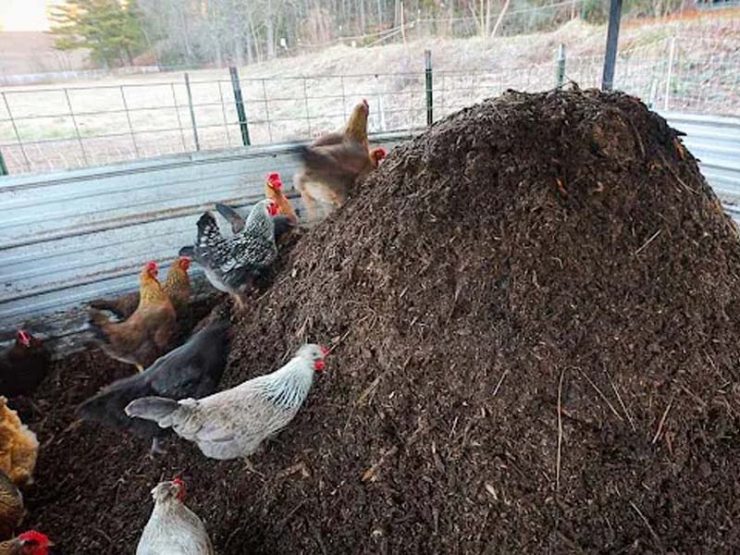 鸡粪发酵有机肥料