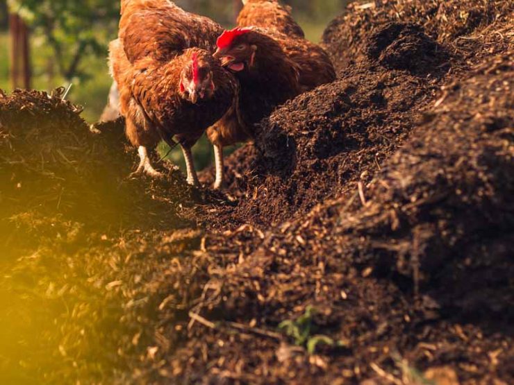 鸡粪可以当肥料种菜吗