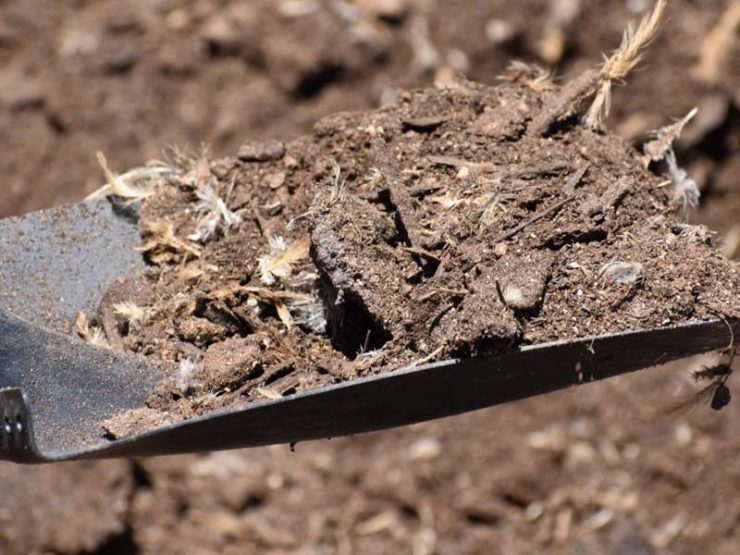 鸡粪和羊粪哪个肥效高