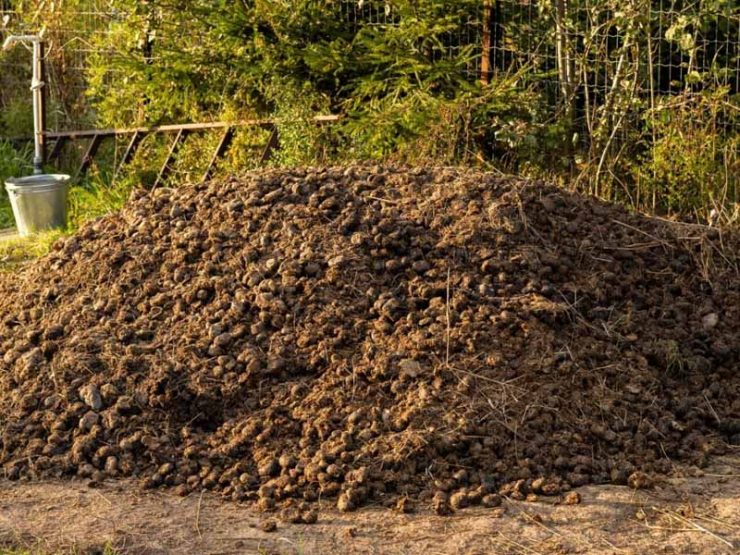 鸡粪好还是羊粪好