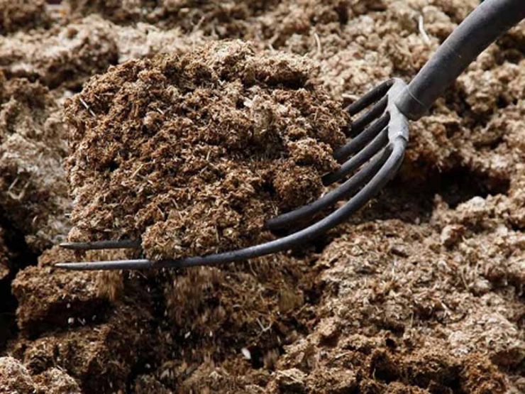 鸡粪的功效与作用