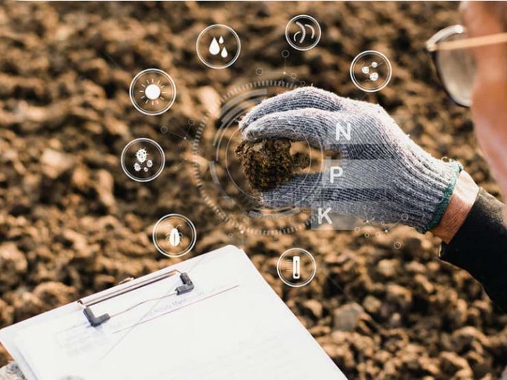 鸡粪羊粪猪粪牛粪哪个肥料好